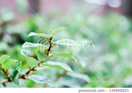 ficus pumila or climbing fig or MORACEAE and rain droplet ficus pumila or climbing fig or MORACEAE and rain droplet 139900825