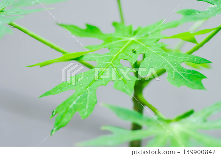 papaya leaf, Carica papaya L or Papaya or Melan Tree or Paw Paw or CARICACEAE plant and rain droplet papaya leaf, Carica papaya L or Papaya or Melan Tree or Paw Paw or CARICACEAE plant and rain droplet 139900842