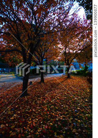 Autumn-colored ginkgo leaves and fallen autumn leaves Autumn-colored ginkgo leaves and fallen autumn leaves 139900877