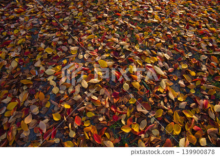 Autumn leaves 139900878
