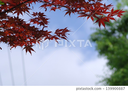 改變葉子的Momiji 改變葉子的Momiji 139900887