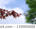 Momiji who changed leaves 139900888
