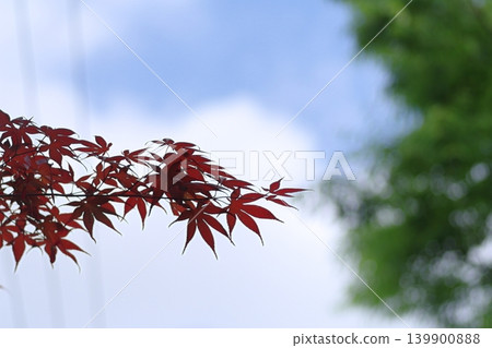 Momiji who changed leaves Momiji who changed leaves 139900888