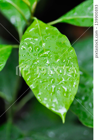 Persea americana Mill or Avocado, Lauraceae or Persea gratissima or avocado plant and rain droplet Persea americana Mill or Avocado, Lauraceae or Persea gratissima or avocado plant and rain droplet 139900893