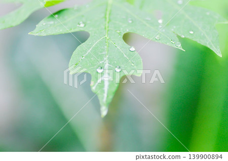papaya leaf, Carica papaya L or Papaya or Melan Tree or Paw Paw or CARICACEAE plant and rain droplet papaya leaf, Carica papaya L or Papaya or Melan Tree or Paw Paw or CARICACEAE plant and rain droplet 139900894