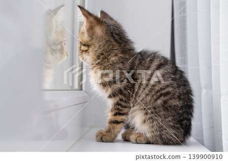 A tabby kitten sits on a windowsill in natural daylight A tabby kitten sits on a windowsill in natural daylight 139900910