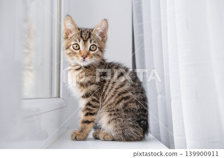 A tabby kitten sits on a windowsill in natural daylight A tabby kitten sits on a windowsill in natural daylight 139900911