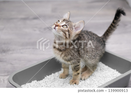 A toilet trained tabby kitten stands in a litter box or cat litter tray A toilet trained tabby kitten stands in a litter box or cat litter tray 139900913