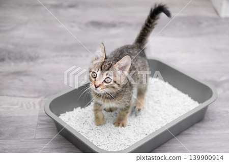A toilet trained tabby kitten stands in a litter box or cat litter tray A toilet trained tabby kitten stands in a litter box or cat litter tray 139900914