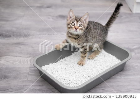 A toilet trained tabby kitten stands in a litter box or cat litter tray A toilet trained tabby kitten stands in a litter box or cat litter tray 139900915