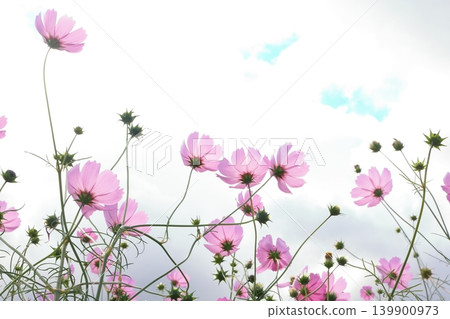 Scenery with cosmos Scenery with cosmos 139900973