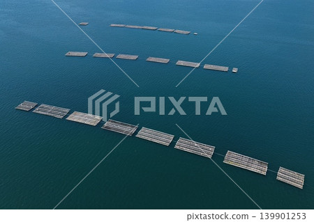 從空中俯瞰廣島縣初日市宮島海岸的牡蠣養殖筏。 從空中俯瞰廣島縣初日市宮島海岸的牡蠣養殖筏。 139901253