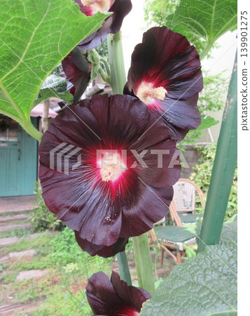 Black mallow (black-purple flower variety of hollyhocks) Black mallow (black-purple flower variety of hollyhocks) 139901275