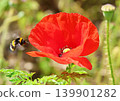 Bumble bee visiting a poppy 139901282