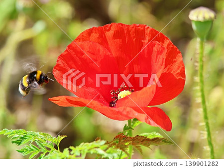 Bumble bee visiting a poppy 139901282