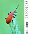Red headed cardinal beetle 139901283