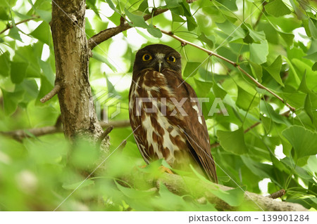 A brown hawk owl on a ginkgo tree branch with fresh green leaves. A brown hawk owl on a ginkgo tree branch with fresh green leaves. 139901284