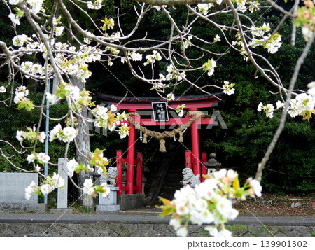 櫻花和神社的紅色鳥居 139901302