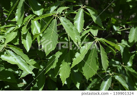 Leaves of Quercus serrata Leaves of Quercus serrata 139901324