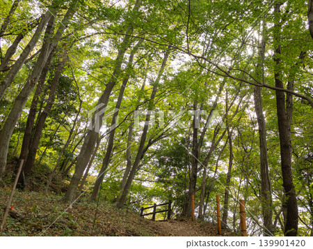 Forest road wrapped in fresh green Forest road wrapped in fresh green 139901420