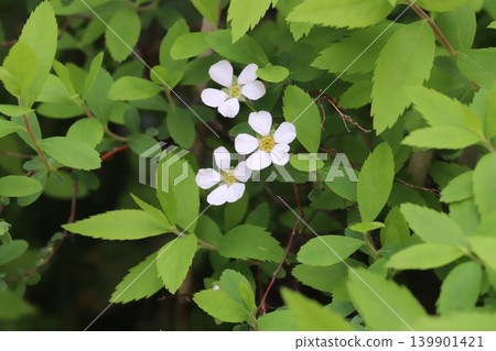 Small white spiracle flowers blooming in a spring garden 139901421