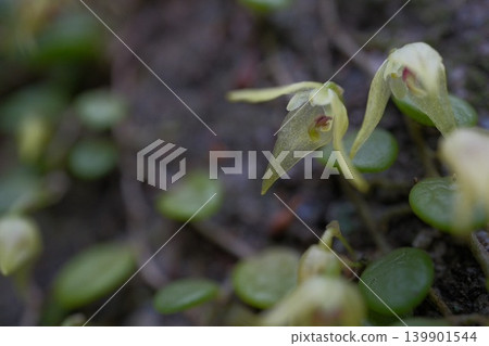 A close-up of a *Dendrobium nobile* flower, capturing even the red spots on the labellum—a truly miniature orchid. A close-up of a *Dendrobium nobile* flower, capturing even the red spots on the labellum—a truly miniature orchid. 139901544