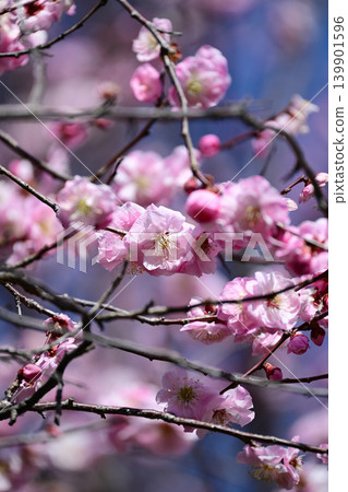 Plum blossoms telling the arrival of spring Plum blossoms telling the arrival of spring 139901596