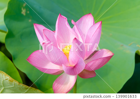 A beautiful, large pink lotus flower blooms against a backdrop of large green leaves. A beautiful, large pink lotus flower blooms against a backdrop of large green leaves. 139901633