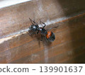 Queen of the red-breasted ant - from the head side 139901637
