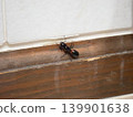 Queen of the red-breasted ant - from the back 139901638