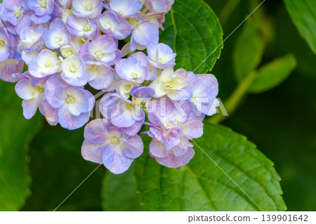繡球花色彩絢麗漸變，在翠綠的葉片間顯得格外醒目。 139901642