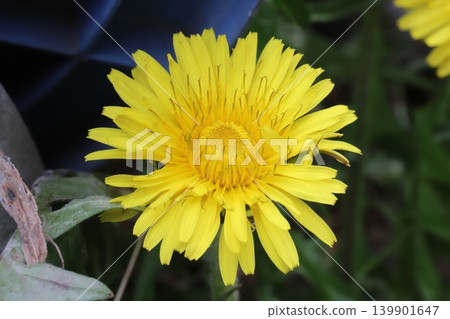 Yellow dandelion flower blooming in spring field Yellow dandelion flower blooming in spring field 139901647