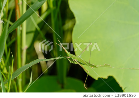 一隻身形優美的蚱蜢靜靜地站在一片綠葉上。 一隻身形優美的蚱蜢靜靜地站在一片綠葉上。 139901650