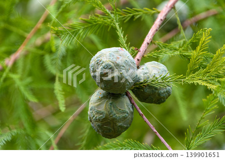 Unique spherical blue fruits that grow on the branches of the bald cypress tree. Unique spherical blue fruits that grow on the branches of the bald cypress tree. 139901651