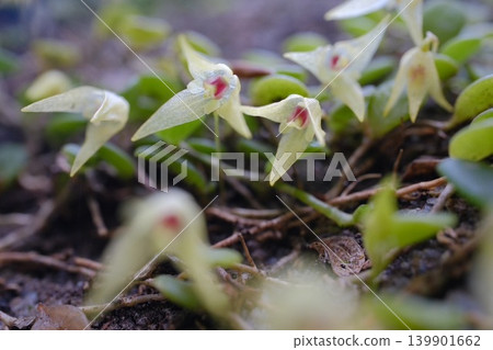 A low-angle shot of a cluster of *Leucobryum thunbergii*, captured from the flower's perspective, showing the red spots spread in front and behind. A low-angle shot of a cluster of *Leucobryum thunbergii*, captured from the flower's perspective, showing the red spots spread in front and behind. 139901662