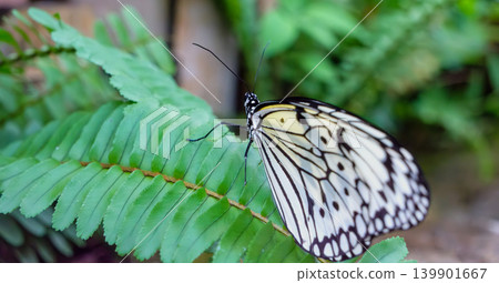 A large Great Mormon butterfly spreads its wings on a lush green fern leaf. A large Great Mormon butterfly spreads its wings on a lush green fern leaf. 139901667