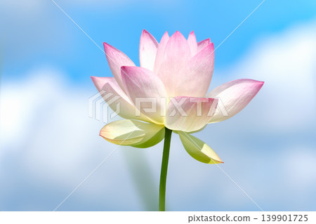 A beautiful pink lotus flower stands proudly against a backdrop of blue sky and white clouds. A beautiful pink lotus flower stands proudly against a backdrop of blue sky and white clouds. 139901725