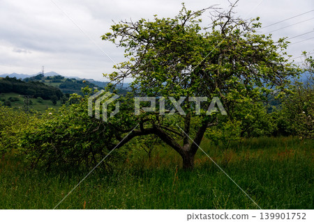 Apple tree growing in green rural landscape Apple tree growing in green rural landscape 139901752