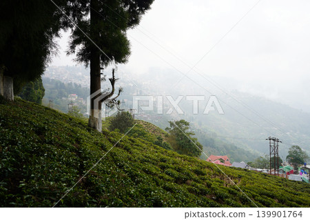 Misty mountain slope with tea garden plantation and tall pine trees in Darjeeling Misty mountain slope with tea garden plantation and tall pine trees in Darjeeling 139901764