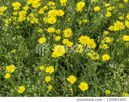 Yellow Wild Flowers Covering Green Meadow Ground Yellow Wild Flowers Covering Green Meadow Ground 139901809