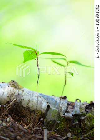 [Nakabusa Valley] A tiny life [Hotaka, Azumino City] 139901862