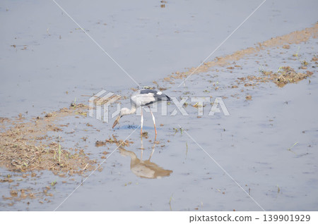 Anastomus oscitans, Asian openbill or Asian Openbill stork or Ciconia boyciana or  Oriental stork or bird 139901929