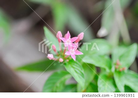Pentas lanceolata , Egyptian star cluster or RUBIACEAE or Egyptian starcluster or Starflower or pink flower 139901931