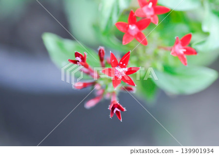 Pentas lanceolata , Egyptian star cluster or RUBIACEAE or Egyptian starcluster or Starflower or red flower 139901934