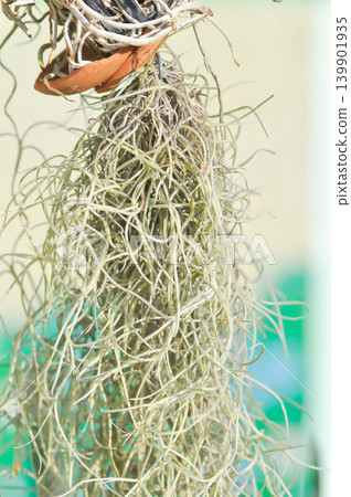Tillandsia usneoides ,Spanish moss or BROMELIACEAE 139901935