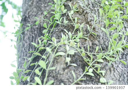 Dischidia oiantha Schltr or Dischidia sp or Dischidia on the tree or white cheesewood Dischidia oiantha Schltr or Dischidia sp or Dischidia on the tree or white cheesewood 139901937