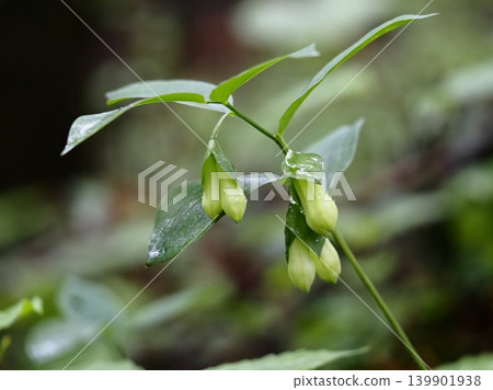 Crocodile flower about to bloom Crocodile flower about to bloom 139901938