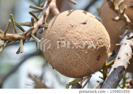 Couroupita guianensis, Dipterocarpaceae or Religiosa or Sakhuwan or Sal or Sal of India or Sal Tree or Sala or Shal or Shorea robusta with fruit Couroupita guianensis, Dipterocarpaceae or Religiosa or Sakhuwan or Sal or Sal of India or Sal Tree or Sala or Shal or Shorea robusta with fruit 139901950