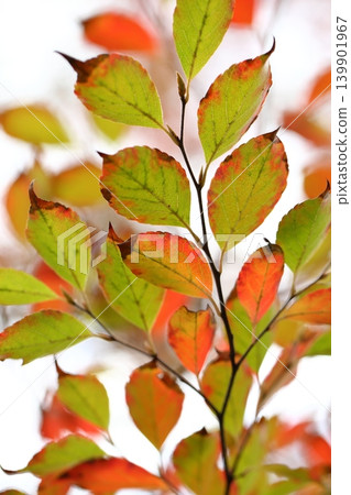 Autumn leaves of nutsubaki Autumn leaves of nutsubaki 139901967