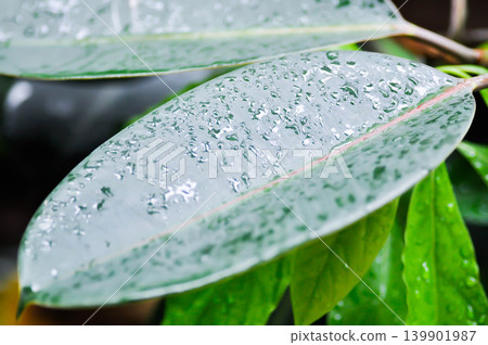 assam rubber or Ficus elastica Black Prince, Ficus elastica Roxb ex Hornem or India rubber fig or moraceae or rubber plant and rain droplet assam rubber or Ficus elastica Black Prince, Ficus elastica Roxb ex Hornem or India rubber fig or moraceae or rubber plant and rain droplet 139901987
